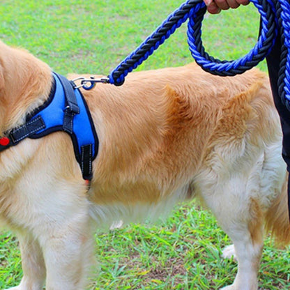 toutou avec son harnais chien bleu