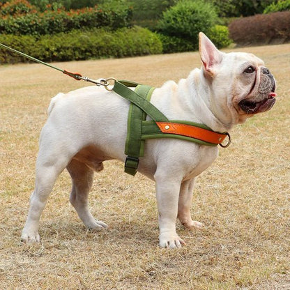 toutou en harnais anti traction assoiffe