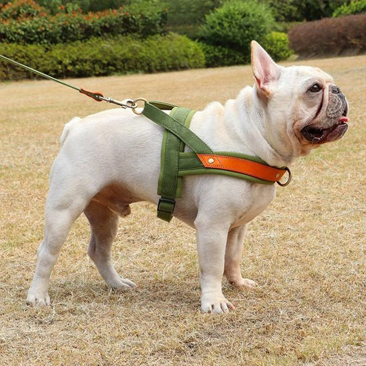 toutou en harnais anti traction assoiffe