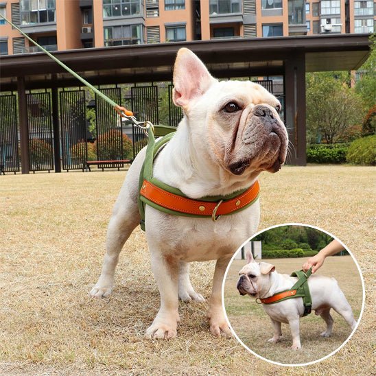 toutou en harnais anti traction assurance