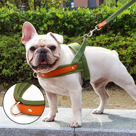 toutou en harnais anti traction clown