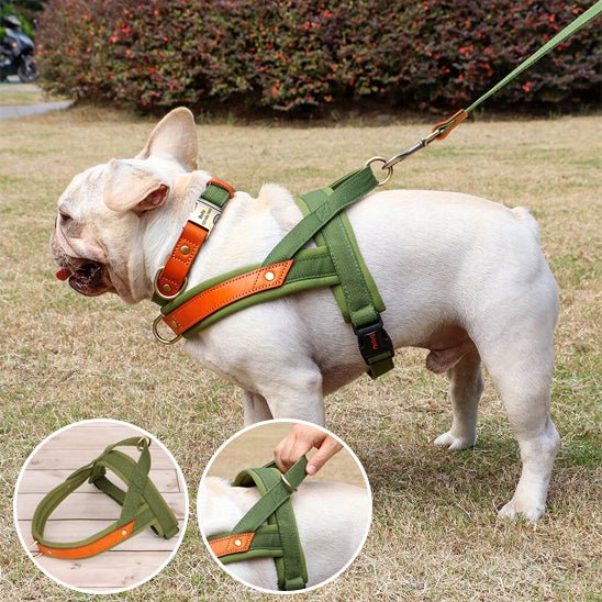 toutou en harnais anti traction cool