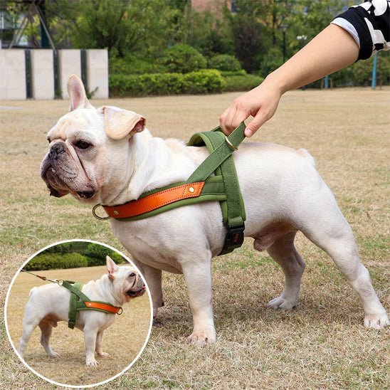 toutou en harnais anti traction relaxe