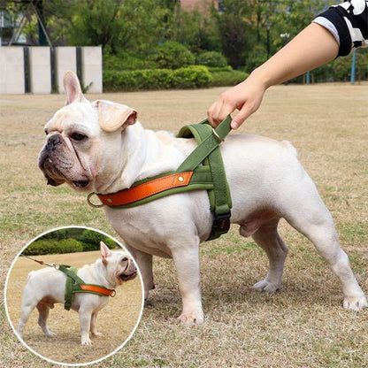 toutou en harnais anti traction relaxe